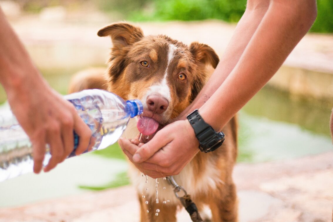 Pets in hot weather