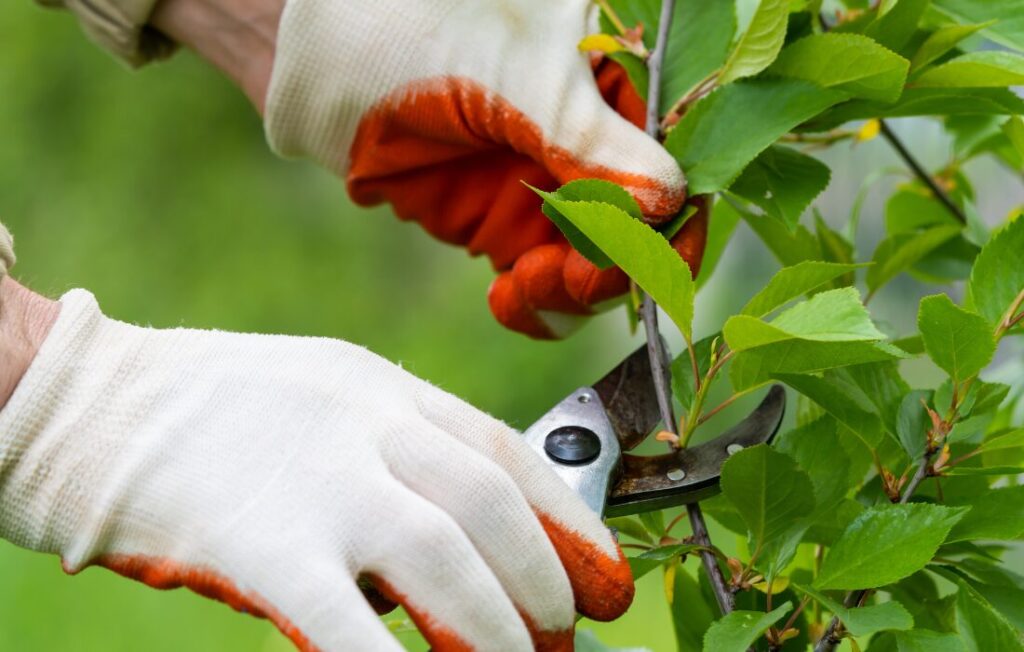 Maintenance Tips - watering and pruning